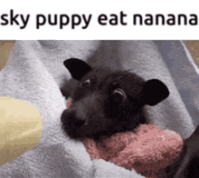 Sky Puppy Eat Nanana Sky GIF - Sky Puppy Eat Nanana Sky Puppy GIFs