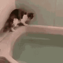 Cat Calculation Swim GIF - Cat Calculation Swim Bath GIFs