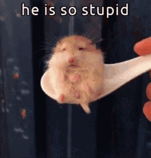 Animals With Captions He Is So Stupid GIF - Animals With Captions He Is So Stupid Cute Animals GIFs