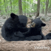 Play Fighting Bears GIF - Play Fighting Bears Viralhog GIFs
