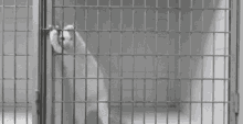 cats cat smart jail escape