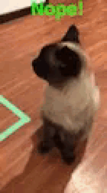 Cat Nope GIF - Cat Nope Square GIFs