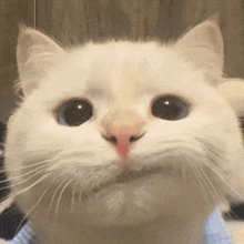Gemini Meme Cat Gem GIF - Gemini Meme Cat Gem Gemini Cute GIFs