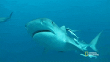 Shark Ocean GIF - Shark Ocean Blank GIFs