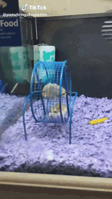 Hamster Manager GIF - Hamster Manager Steeple GIFs
