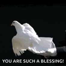 a white dove is flying towards a person 's hand .