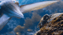 a crab is sitting on a rock in front of a fish with bbc written on the bottom of the screen