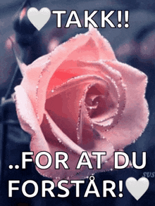 Flowers Rose GIF - Flowers Rose Red Rose GIFs