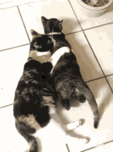 Cat You Cant Go GIF - Cat You Cant Go Dont Leave GIFs