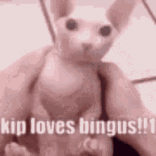 Kip Bingus GIF - Kip Bingus Kip Bingus GIFs