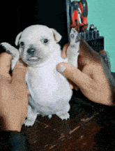 a person is holding a small white puppy with a screwdriver in the background