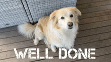 Well Done Good Dog GIF - Well Done Good Dog Border Collie GIFs