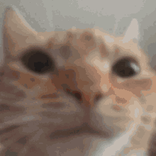 Gemini Norawit Cat GIF - Gemini Norawit Cat GIFs