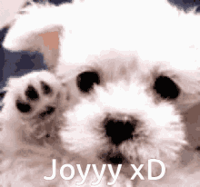 Joy Cane GIF - Joy Cane Joy Xd GIFs