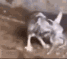 Rat Mouse GIF - Rat Mouse Scared GIFs