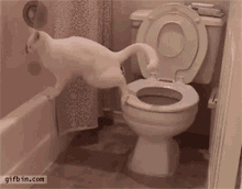 Cat Poop GIF - Cat Poop GIFs