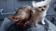 Fabulous GIF - Dogs Puppy Dog GIFs