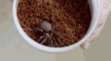 Waking Up The Spider National Geographic GIF - Waking Up The Spider National Geographic A Spider With Mites GIFs