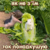 a pig and a rabbit are standing next to each other in a field of lettuce