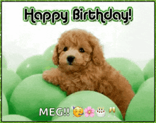 a brown poodle puppy is laying in a pile of green balloons and says happy birthday meg