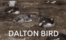 Dalton Fuck Dalton GIF - Dalton Fuck Dalton Daltotheman GIFs