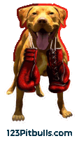 a picture of a dog wearing boxing gloves with the website 123pitbulls.com underneath it