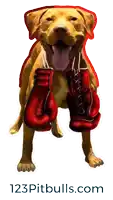 a picture of a dog wearing boxing gloves with the website 123pitbulls.com underneath it