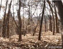 Ghost In Forest Run GIF - Ghost In Forest Run Silly GIFs