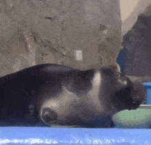 a black cat is laying on a blue surface in front of a wall