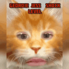 shock level geordie jess cat funny filter 100