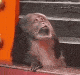 a monkey is sitting on a window sill with its mouth open