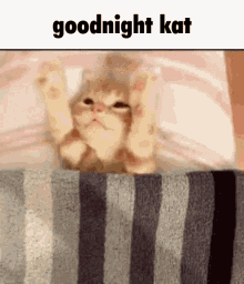 Kat Goodnight Kat GIF - Kat Goodnight Kat Kat Buddy GIFs