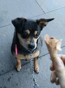 a small dog on a leash looking at a person holding a cone