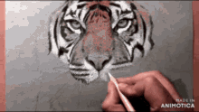 Tiger Drawing GIF - Tiger Drawing GIFs