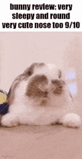 a bunny review : very sleepy and round very cute nose too 9 10