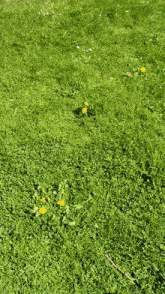 a lush green field of grass with yellow dandelions in the middle