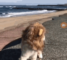 GIF