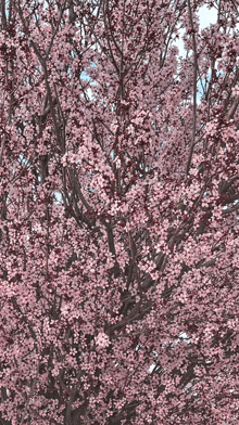 Blossoms GIF - Blossoms GIFs