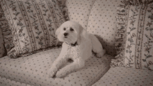 Wha? GIF - Lucky What The Goldbergs GIFs