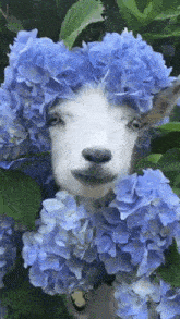 Goat Flowers GIF