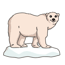 bear polar bear