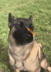 Buttefly Dog GIF