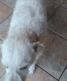 a white dog is standing on a tiled floor looking at something .