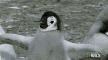 Wait What National Geographic GIF - Wait What National Geographic A Young Penguins First Plunge GIFs