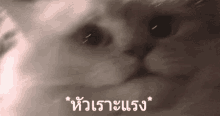 แมวหัวเราะ แมวขำ ขำแรง GIF - Laughing Cat Cat Laughs GIFs
