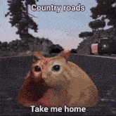 a cat sitting on the side of a road with the words country roads take me home