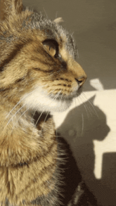 a close up of a cat 's face with a shadow on the wall behind it