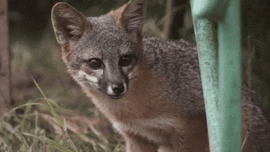 Cute Foxes in the World with Pictures Island Fox