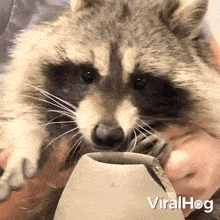 Pottery Making Raccoon GIF - Pottery Making Raccoon Viralhog GIFs