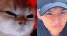 Lee Know Leeknow Cat GIF - Lee Know Leeknow Cat Cat Angry GIFs